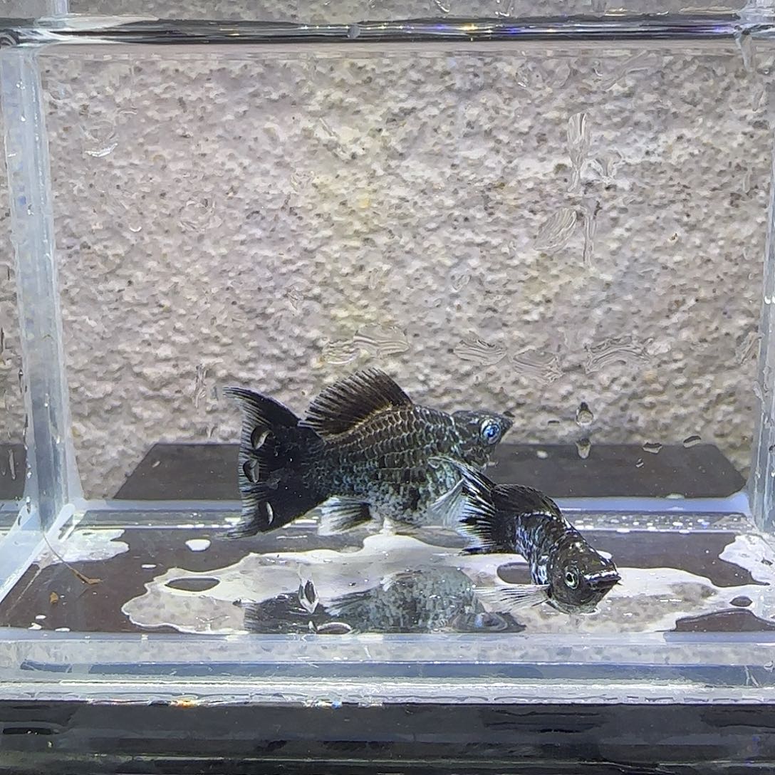 黑玛丽鱼电镀玛丽。79号