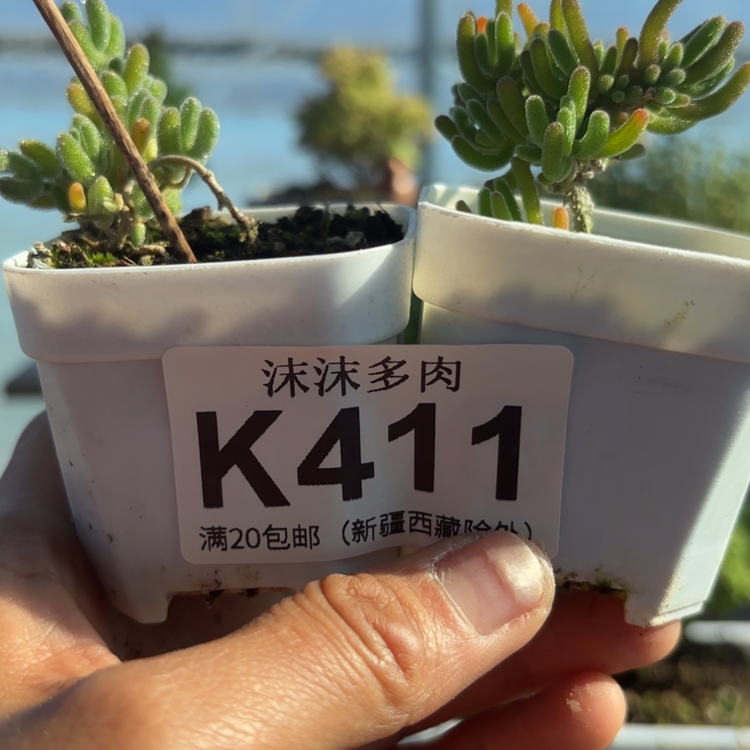 411冰橙和荧光兔组合