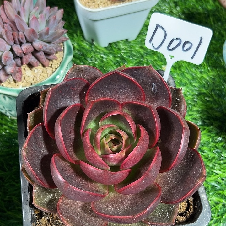 D001红灯一物一拍
