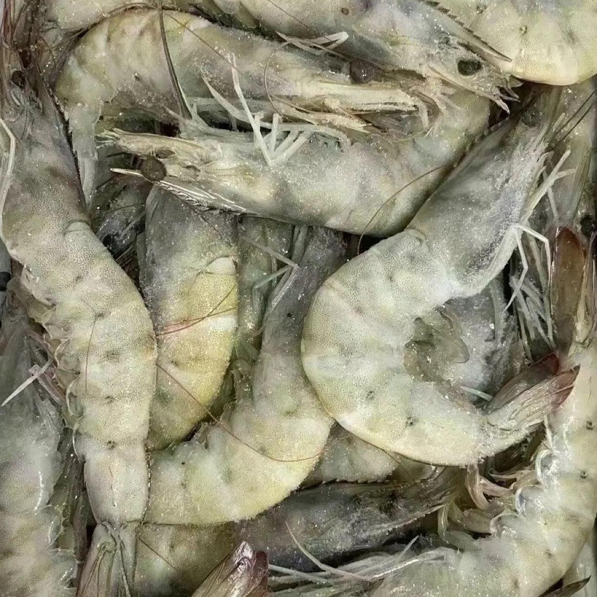 鹏子自营-（20-30）厄瓜多尔大虾（顺丰快递.包邮到家）