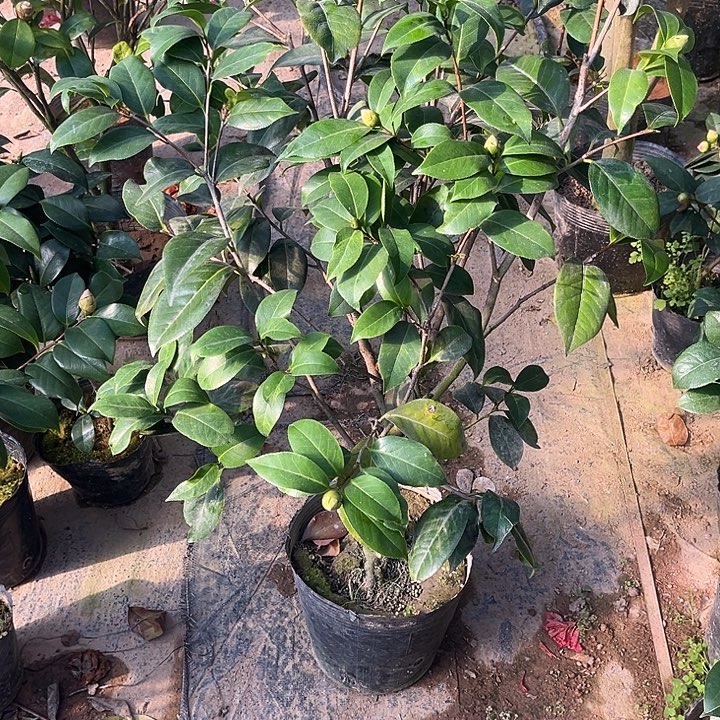 完全开放云斑大元帅露天苗