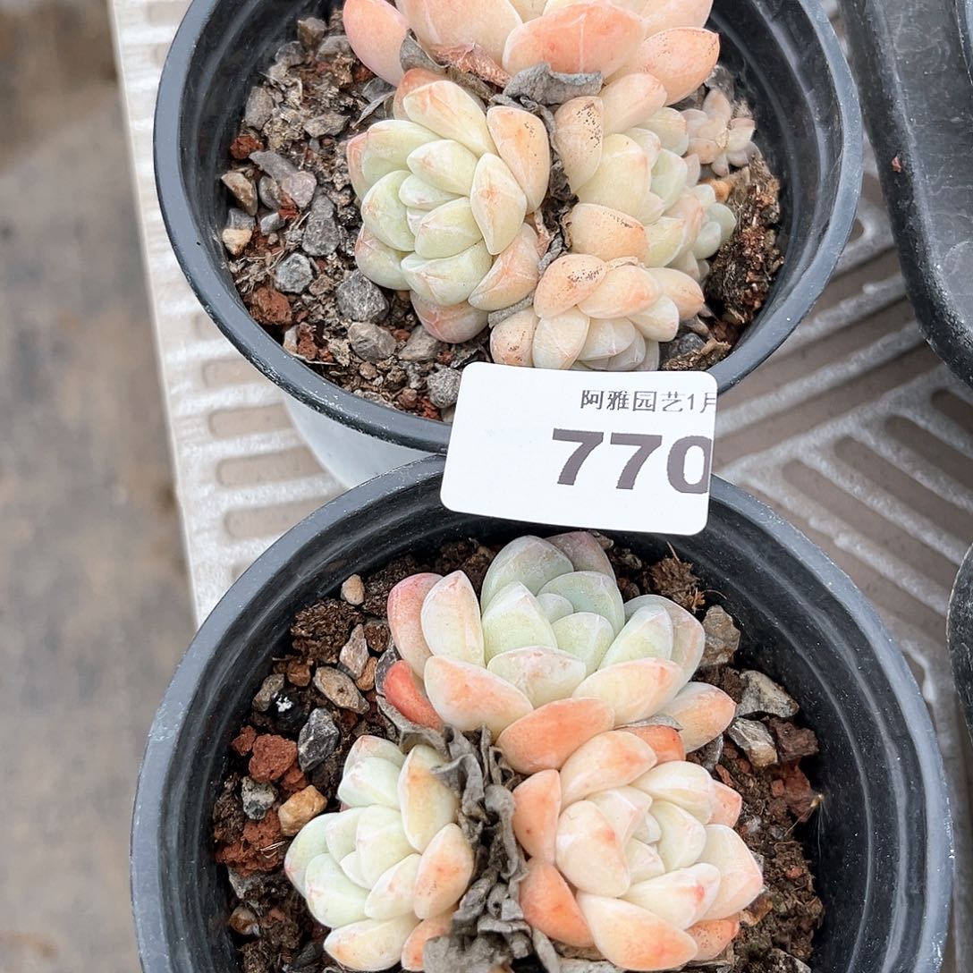 阿雅园艺。       770