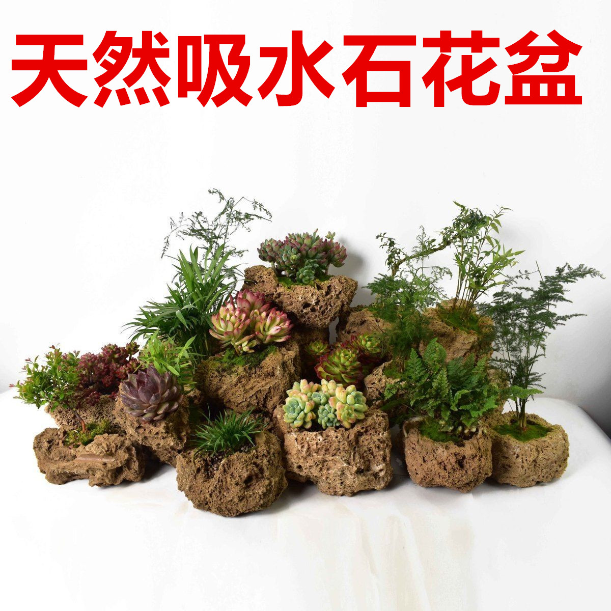 微景观种植盘天然上水石原石附石菖蒲多肉小棵植物吸水石盆