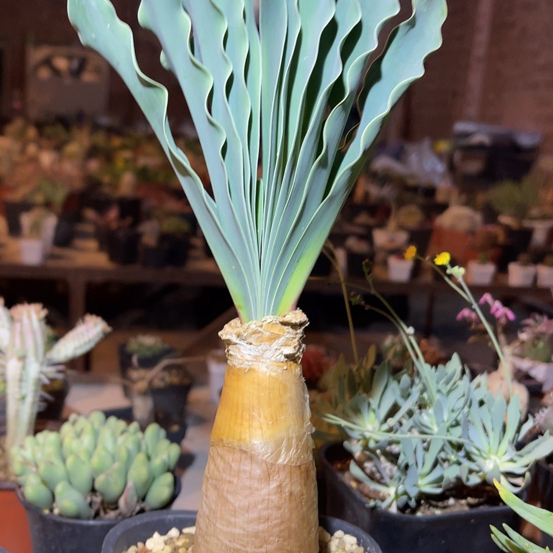 满38包邮2天凑单，脱土晾根发货多肉植物巨凤之卵