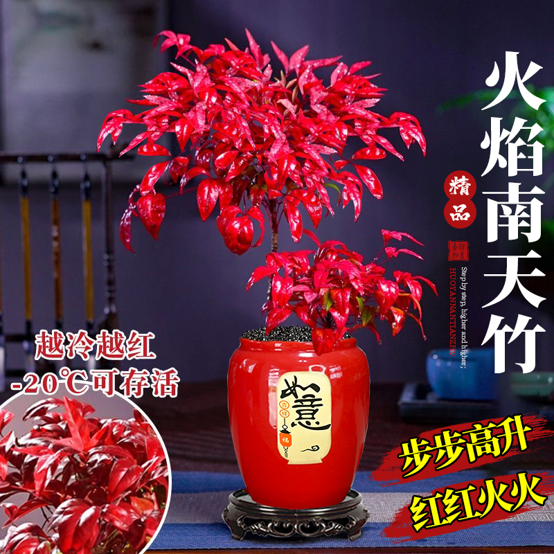 火焰南天竹耐寒盆栽室内外四季观叶好养美观花卉绿植
