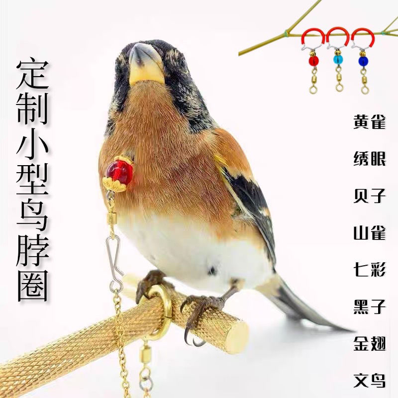 黄雀脖套绣眼大山雀贝子栓鸟链子不锈钢鹦鹉脖圈文鸟小型鸟类脖套