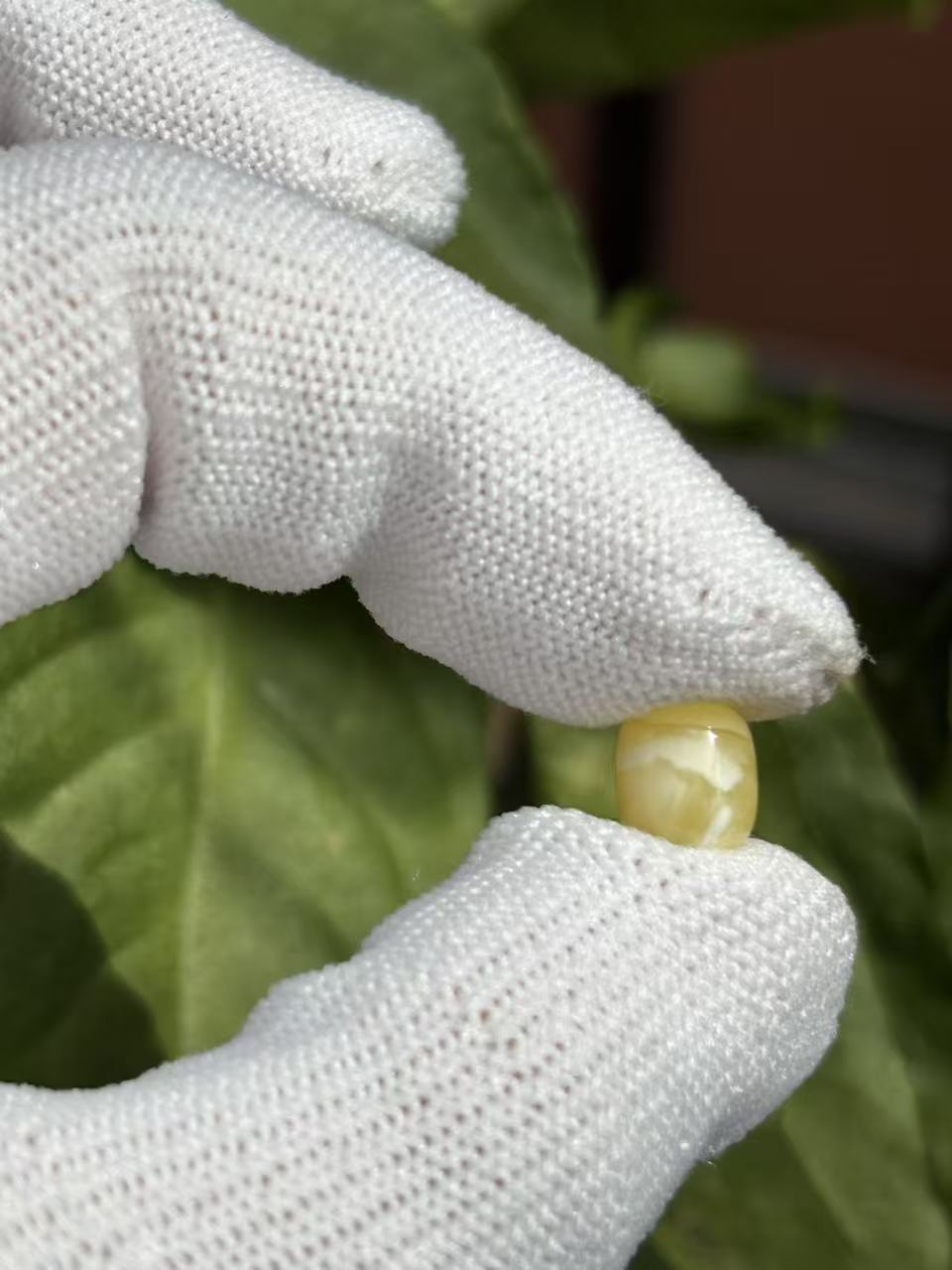 1774天然蜜蜡琥珀桶珠7.5x8mm