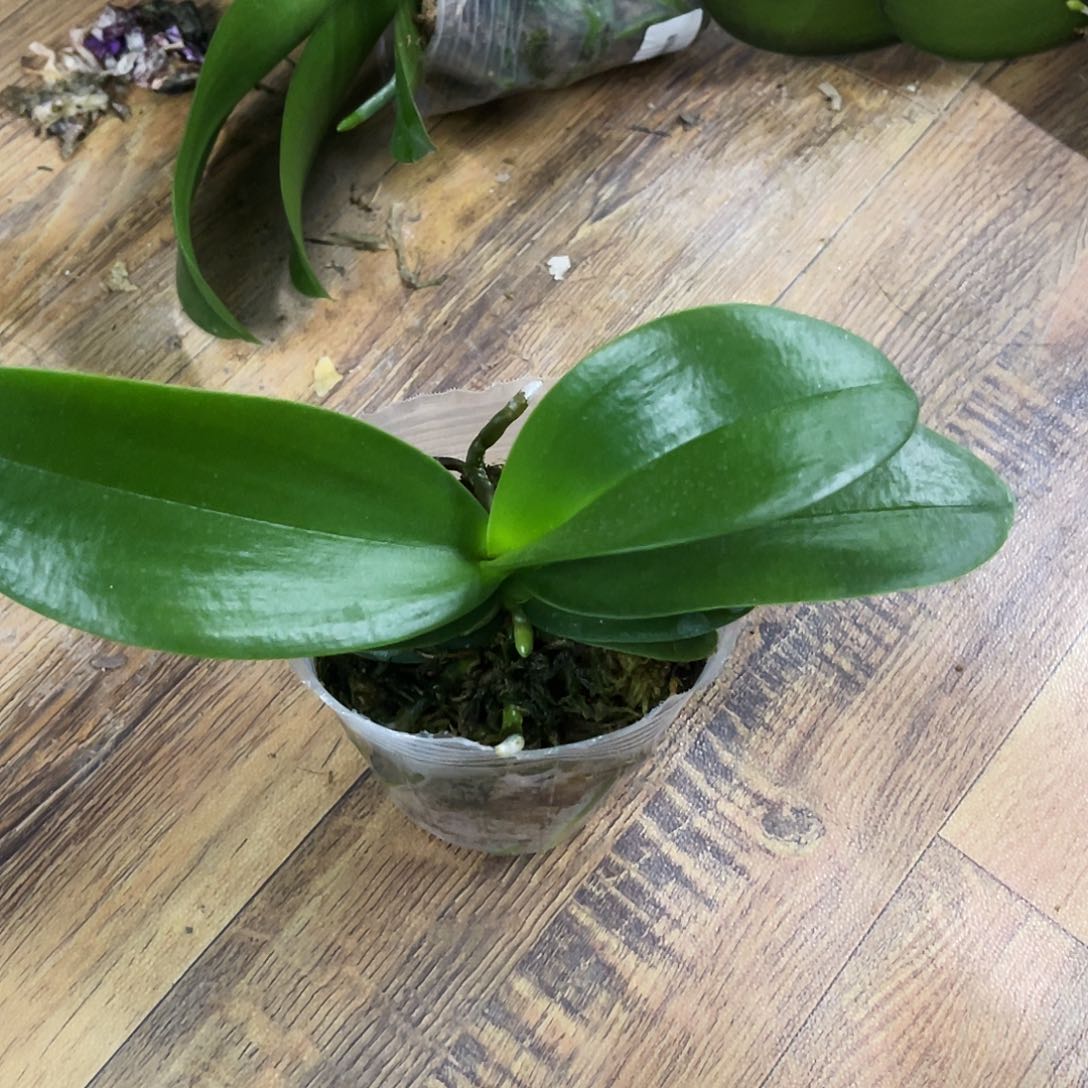 当前无花栽培后可以开花