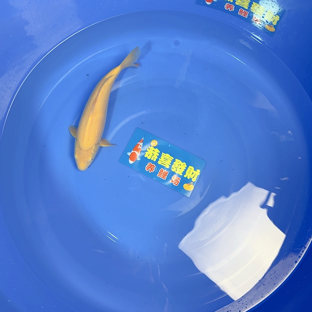 恭喜发财东海介子