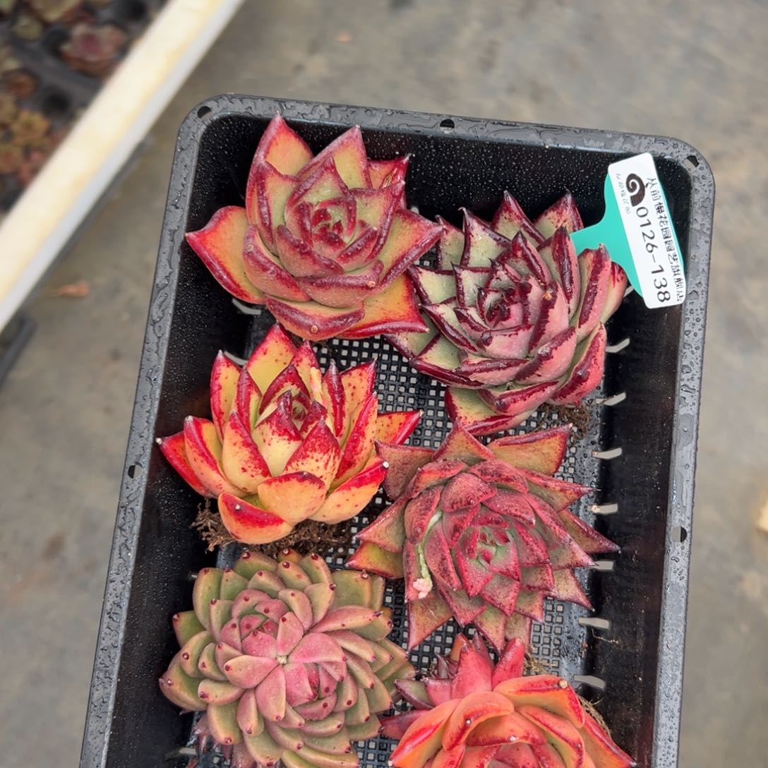 多肉一物一拍编号0126-138