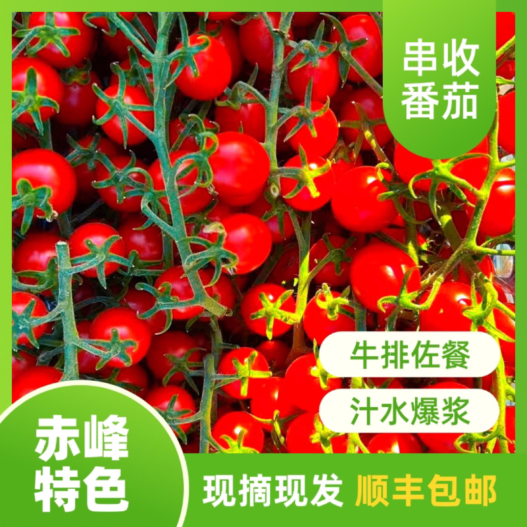 串收小番茄 赤峰特色 自然熟当季现摘现发