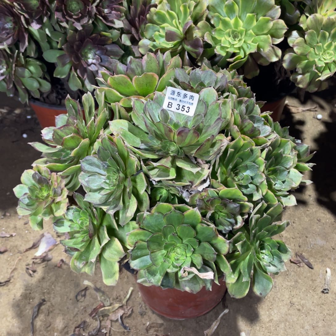 353斑斓多肉法师断枝不包