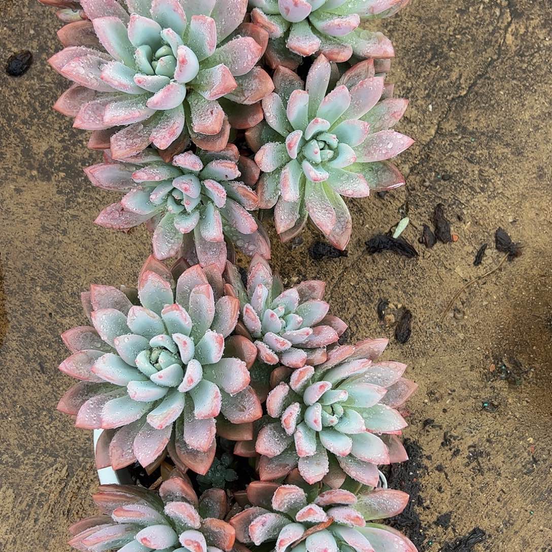 奥普琳娜多头群生老桩特大