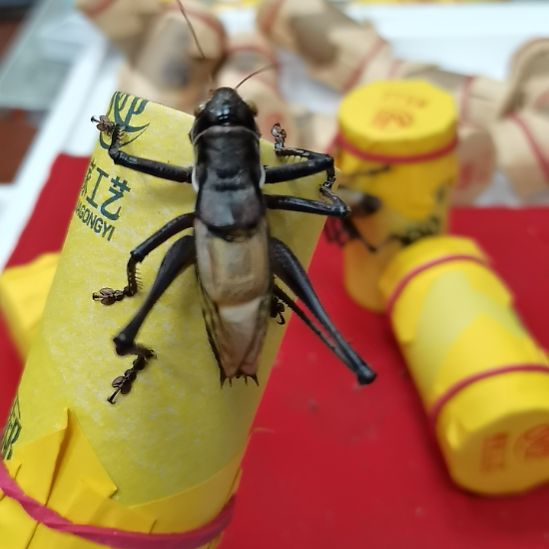 倾***生郝建伟大包蝈蝈精品