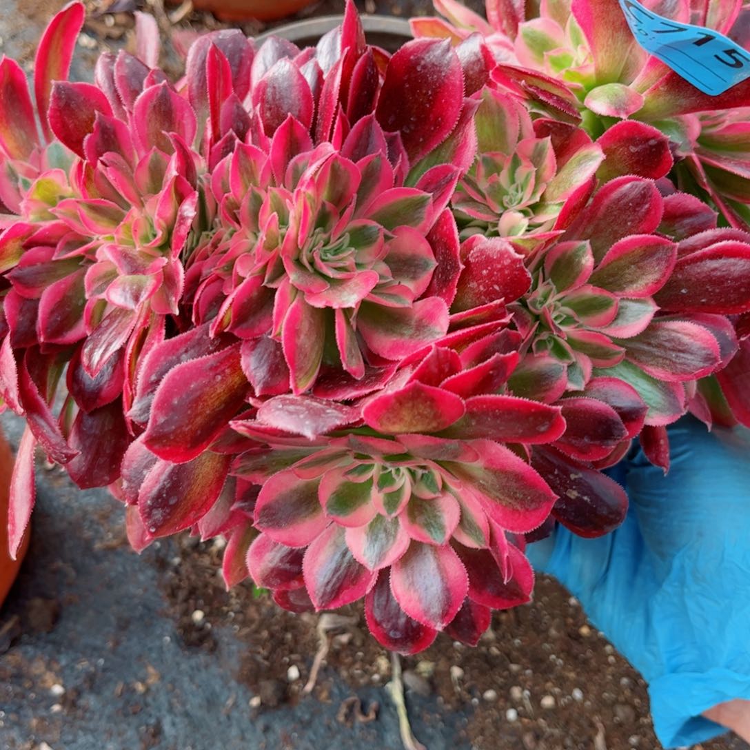 多肉植物715红袖