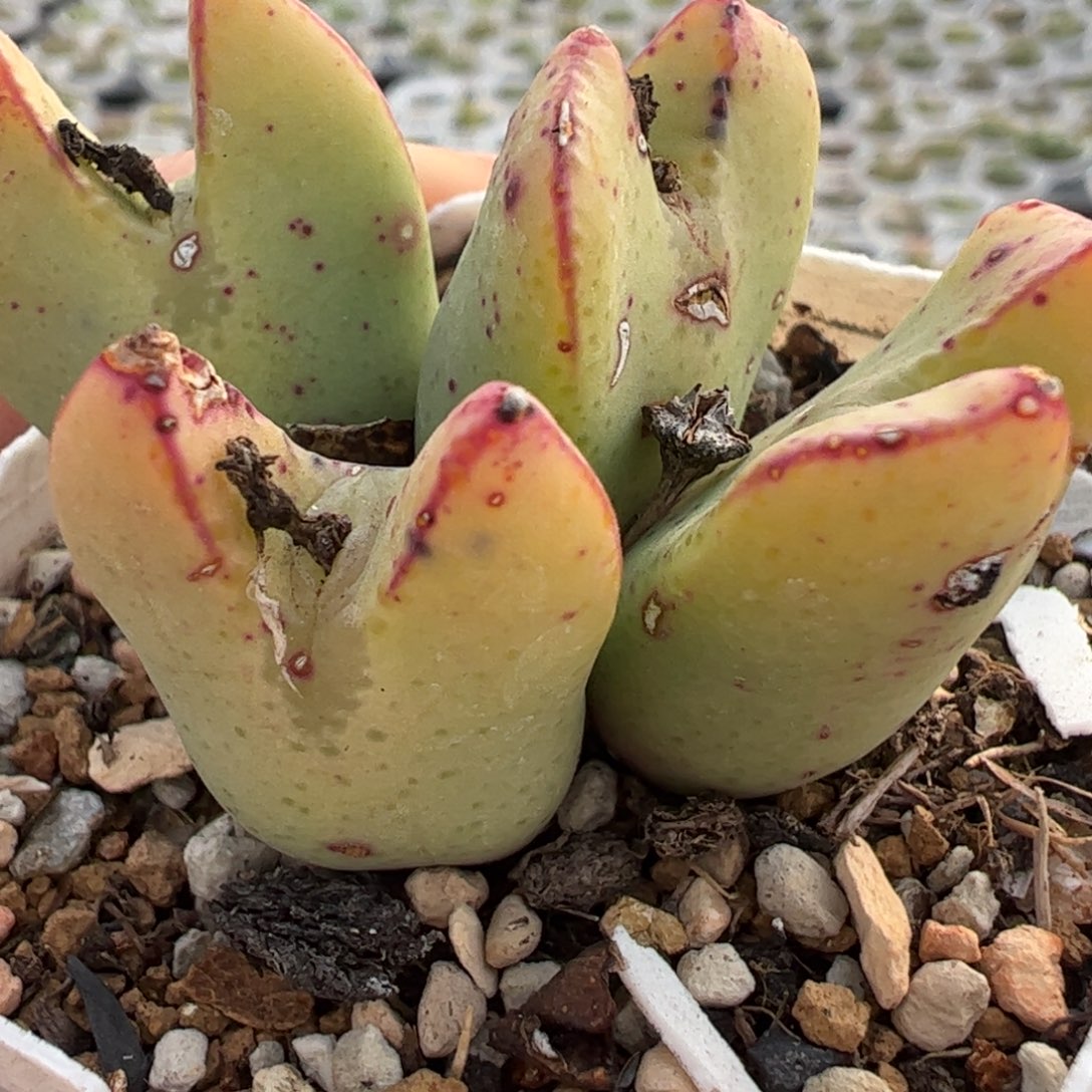 多肉植物百科394