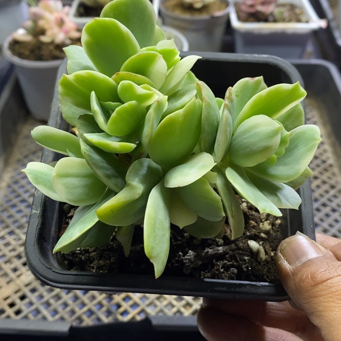 12162 碧桃锦群多肉砍过