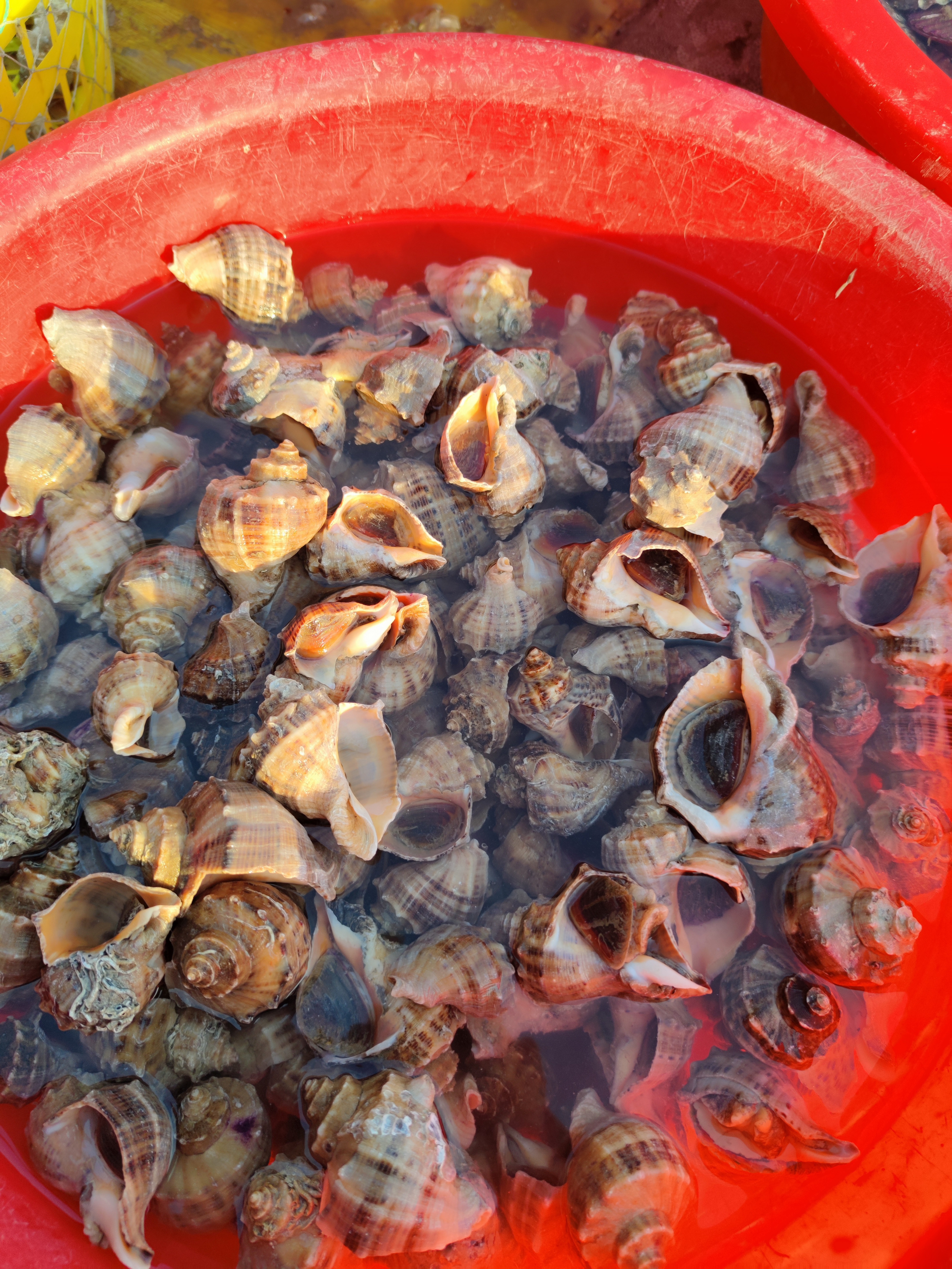 山东日照海鲜/现场称重/杂鱼/大小通货/介意勿拍