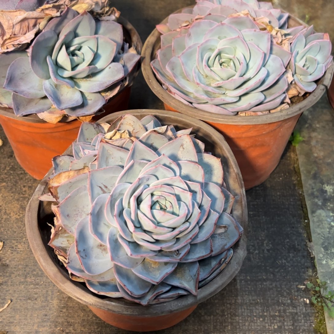 布鲁蓝双头起大盆多肉