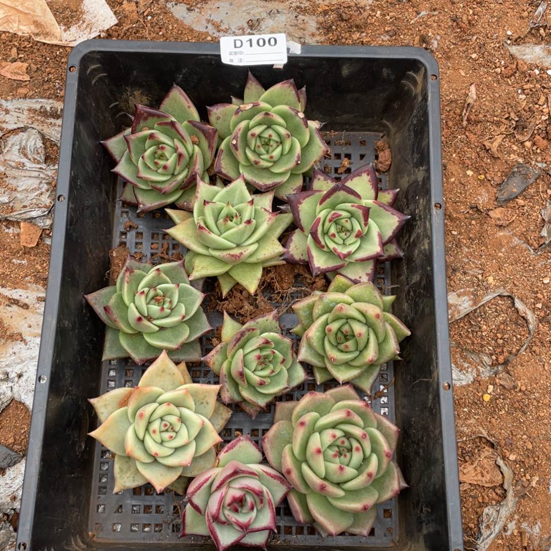 无花朵若如东云组拍D100