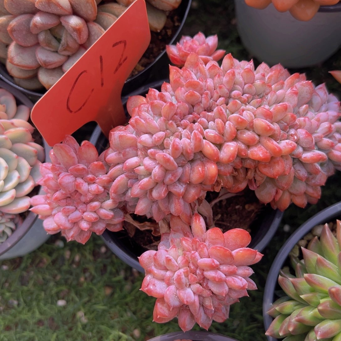 香玉的故事是一个人的故事