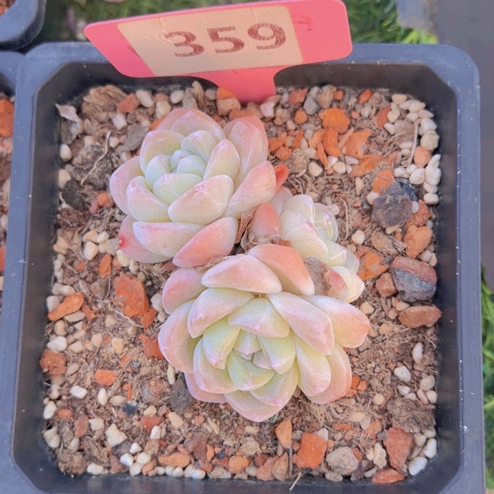 健健康康平平安安