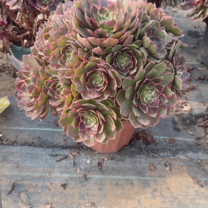 10-7粉花妖多肉不包售后