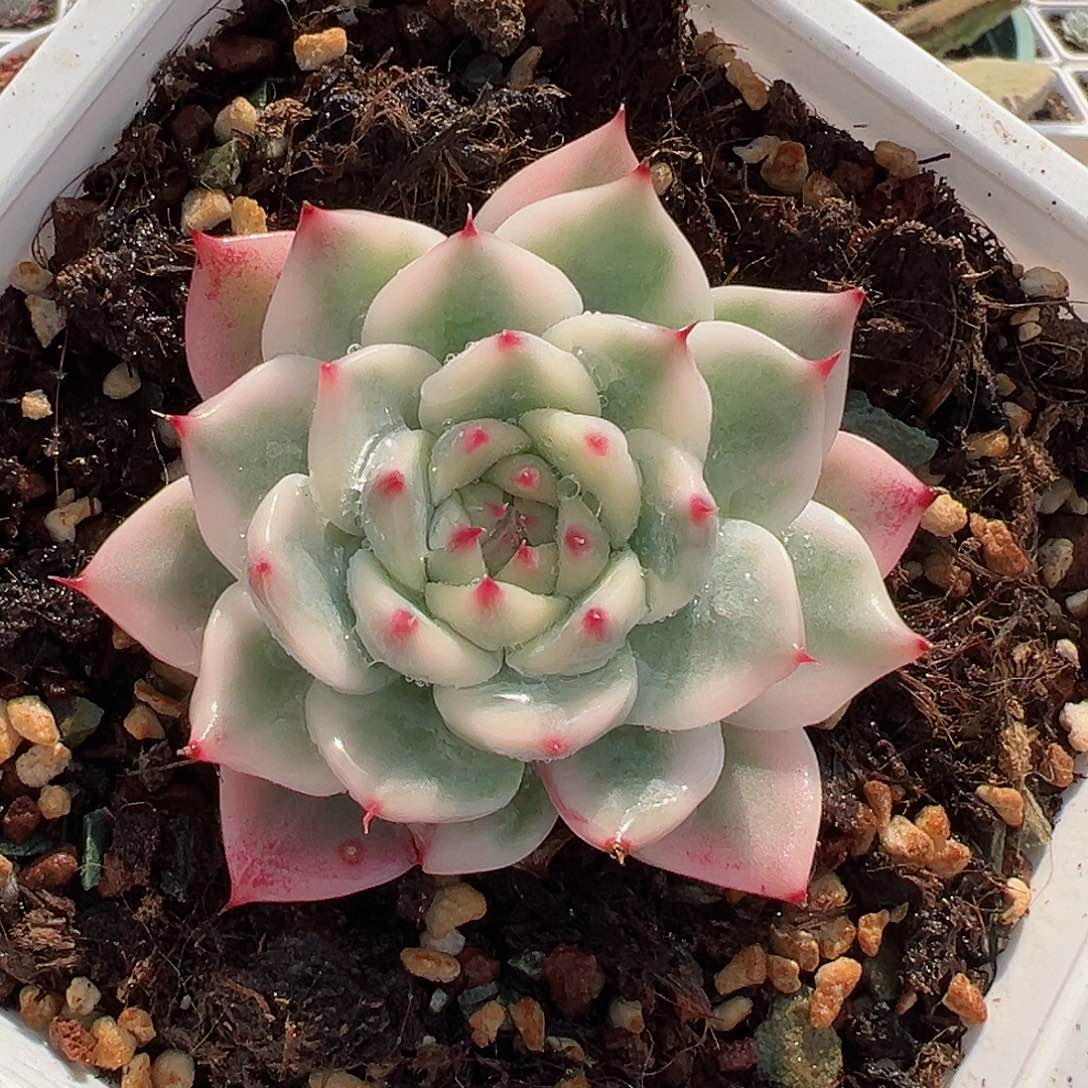 吉娃娃锦，覆轮锦