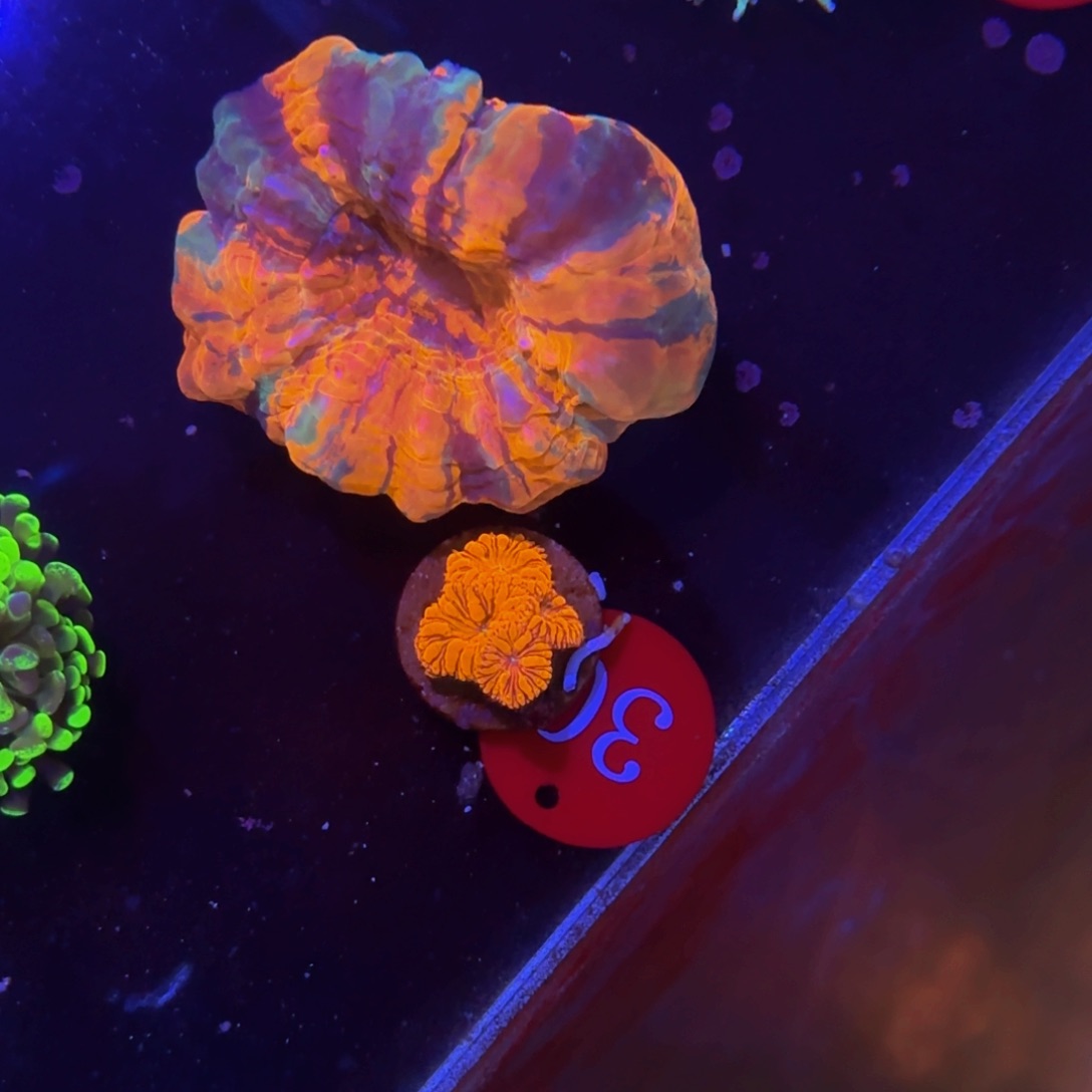 万鱼来朝观赏观赏