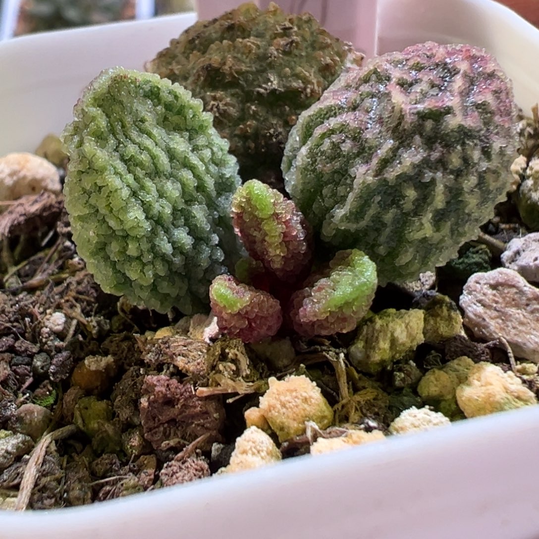 *****花花专拍链接多肉植物