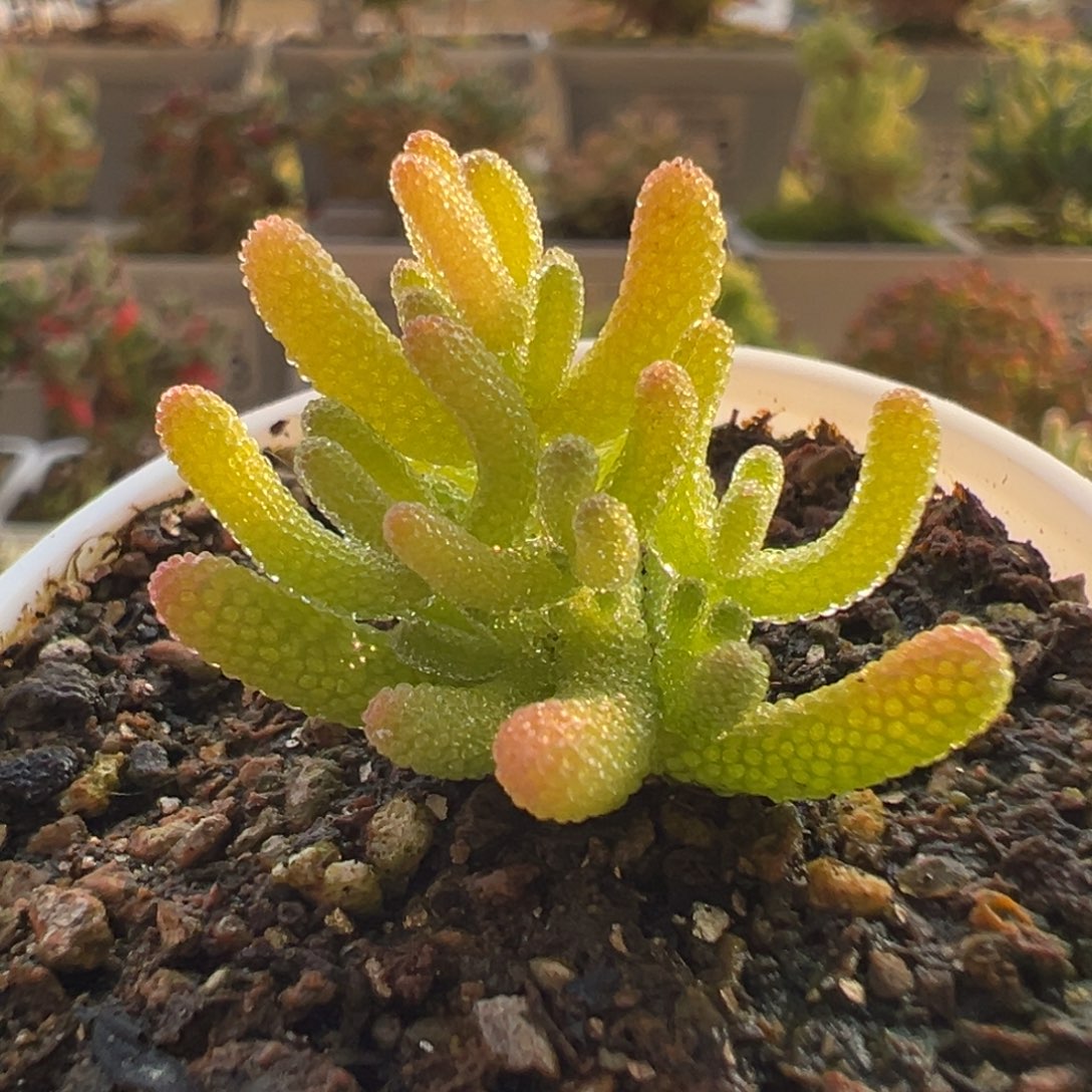 9-310枝干番杏多肉米冰五圆盆