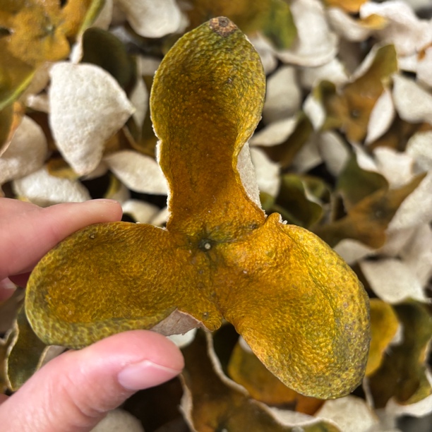 2024东甲圈枝二红皮 正宗新会陈皮一线核心产区