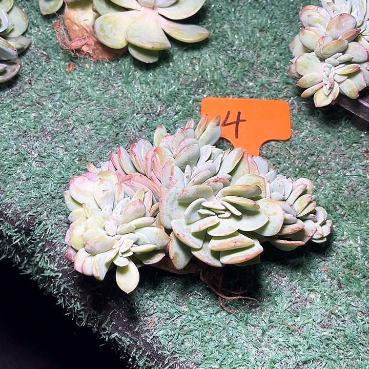 晏***人凤树4号码牌子的话题了