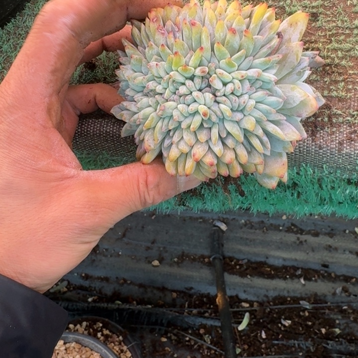 尘***瑰星影树缀无砍多肉