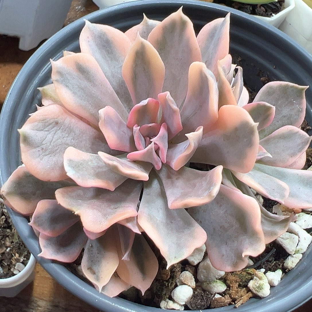 利比里亚锦 小方花圃一单包邮非偏远