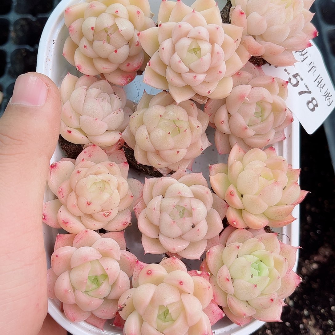 1-578 新疆西藏内蒙不发12.8包邮2-3公分多肉