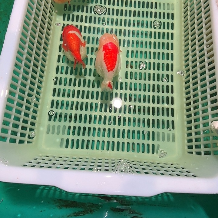 金鱼包邮1524518288