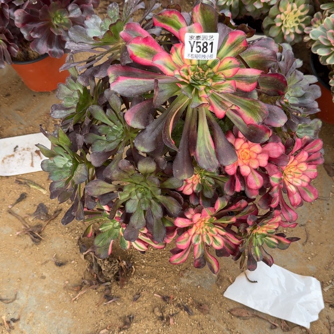 581花蝴蝶官服35左右2