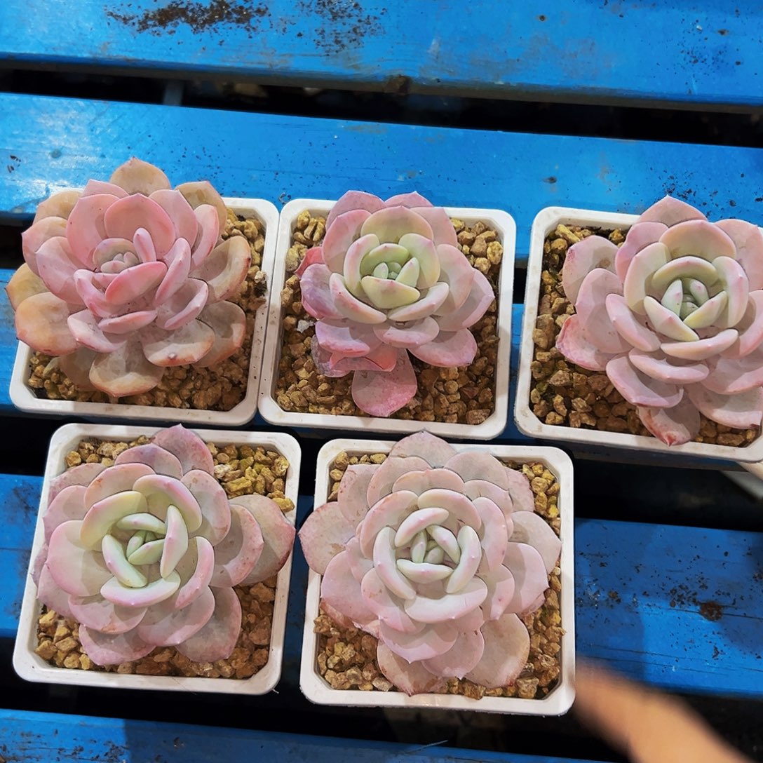 精品奶茶单头脱土包邮