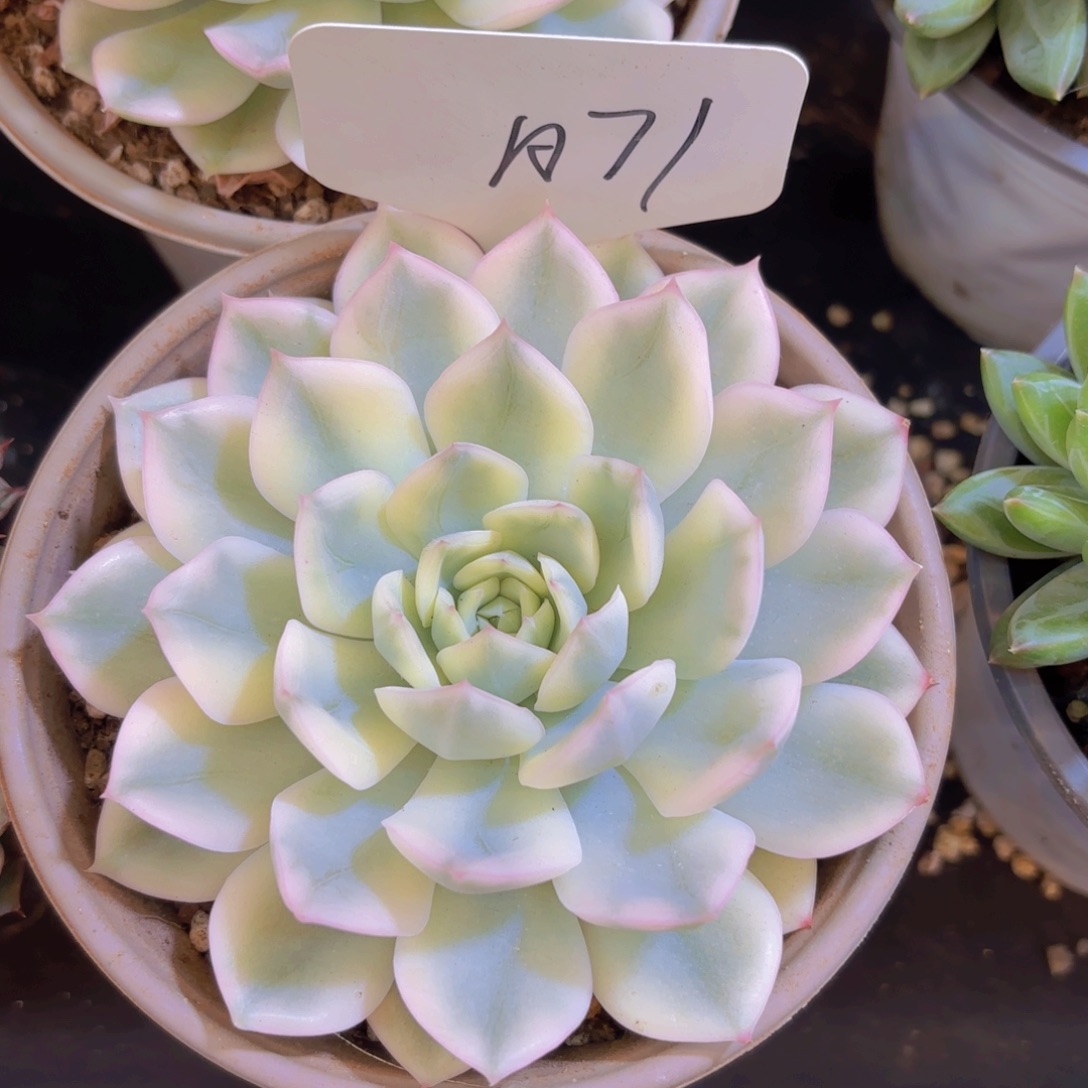 多***诺云南金致家精品多肉