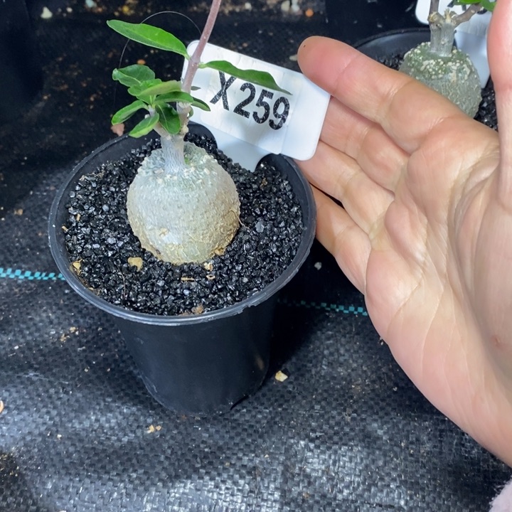 M**森福利火星人一颗如图！！！