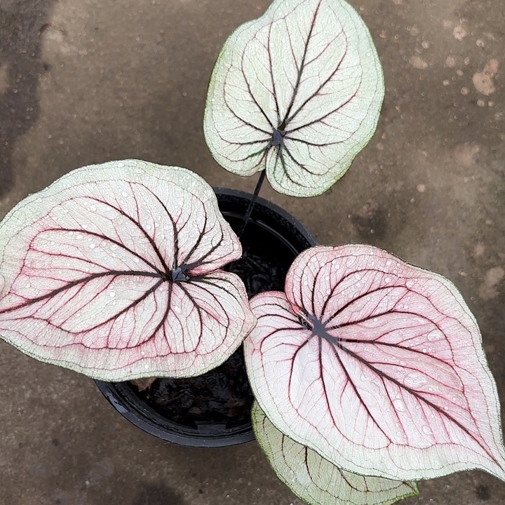 8-1223纳拉塔广东现货