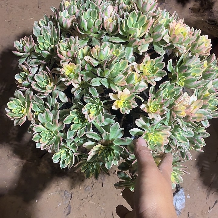 796号一物一拍1棵甜茶