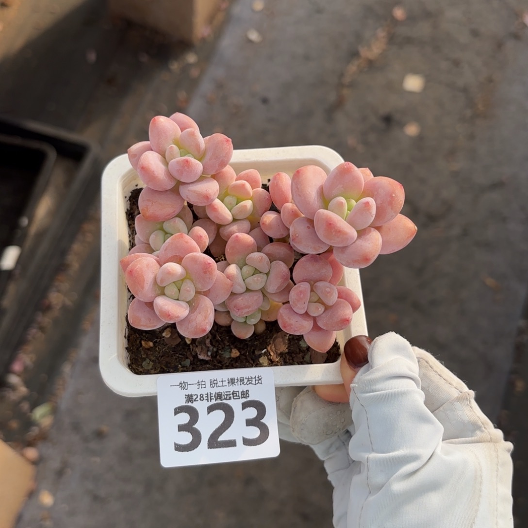 红洛神老桩无盆土发货