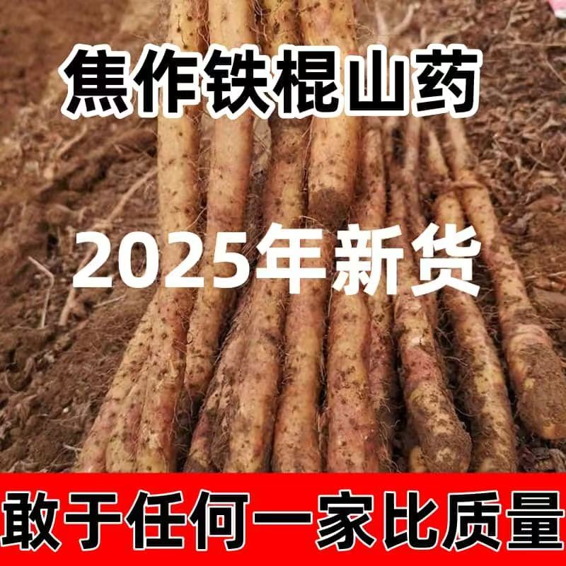 铁棍山药怀山药河南焦作铁棍山药怀山药