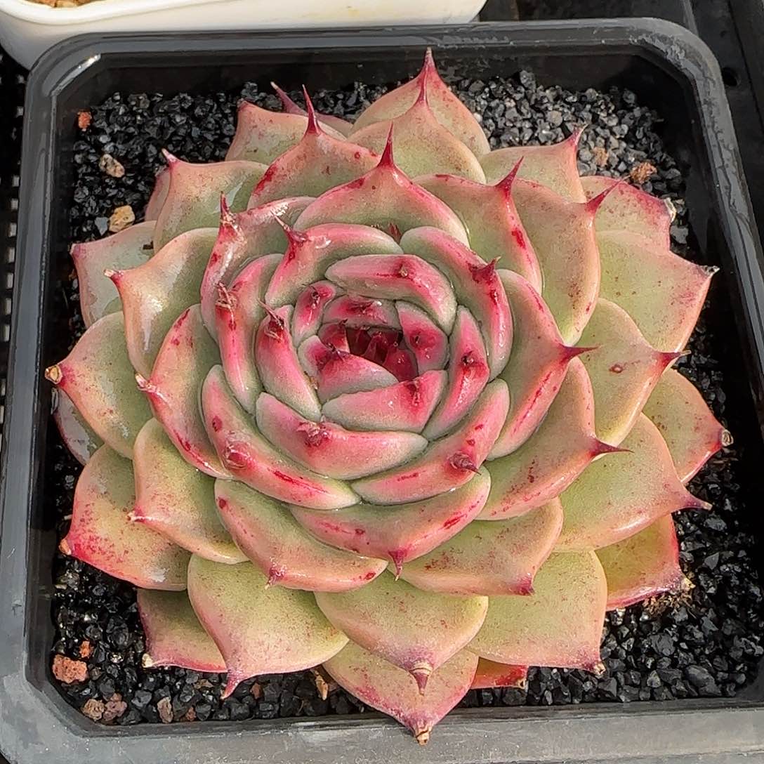 从前慢花园精选托斯卡