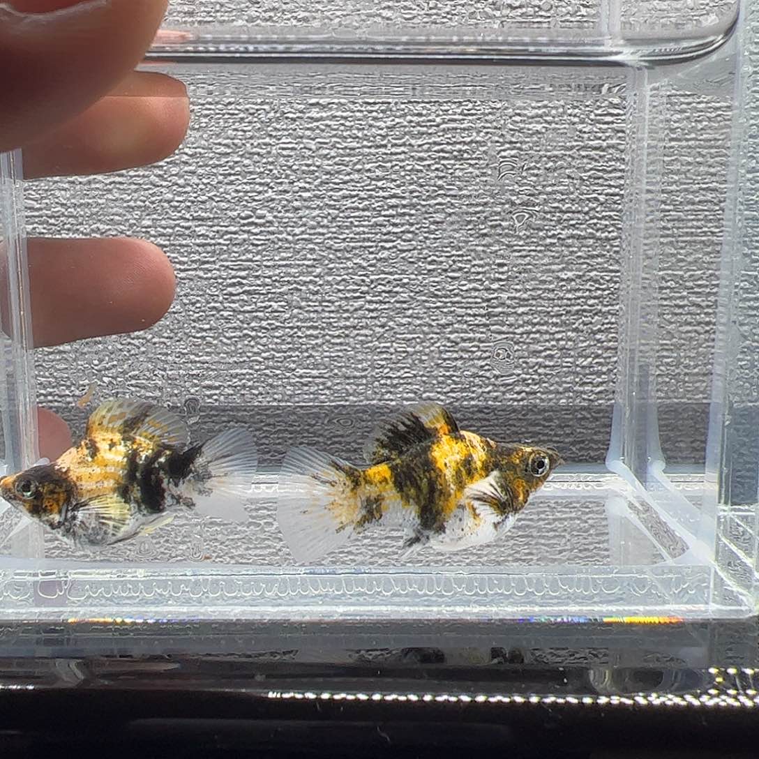 孔雀鱼小老虎玛丽