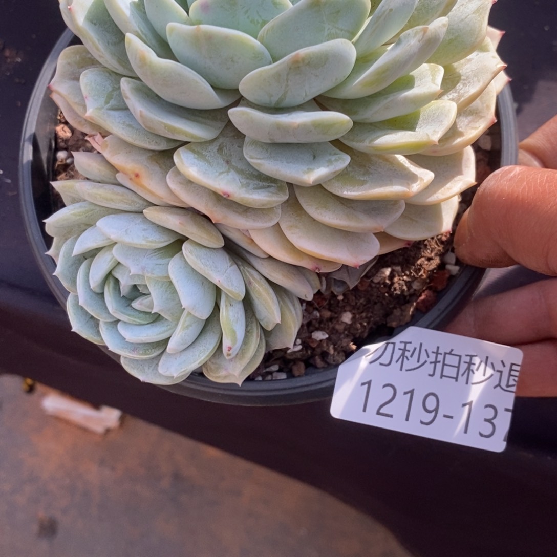 两单包邮1219-137劳林