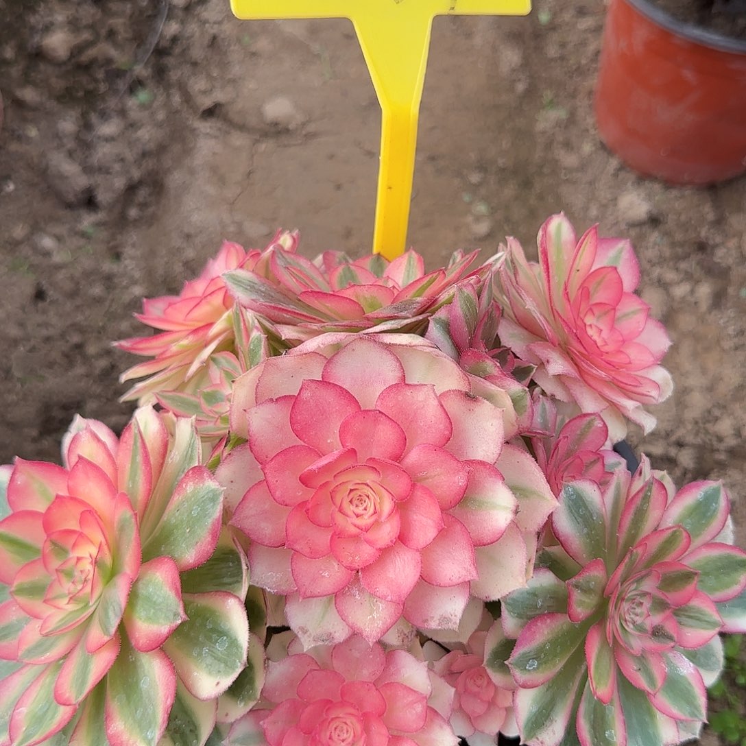 4259---倾城倾城多头多肉