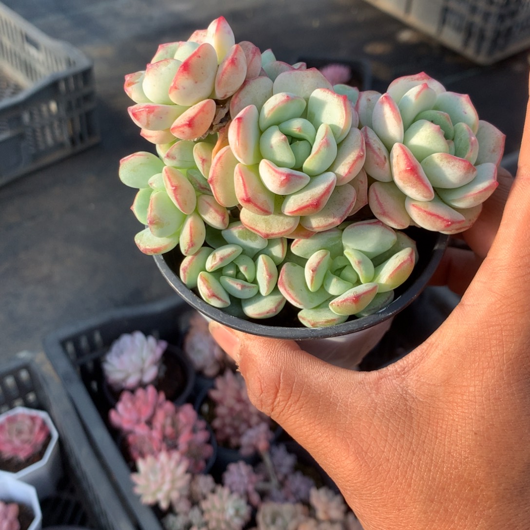 沉***思我们就像这只蝴蝶飞得